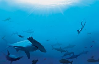 Sharkwater still 4