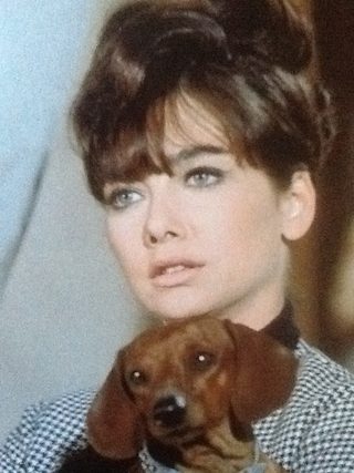 The Ugly Dachshund still 7