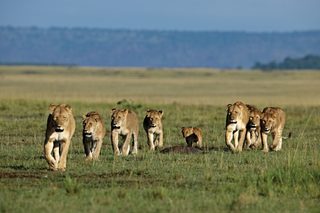 African Cats still 7