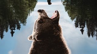 Grizzly Night still 3
