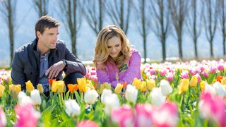 Tulips in Spring still 3