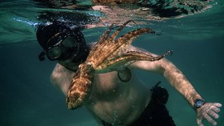 My Octopus Teacher still 1