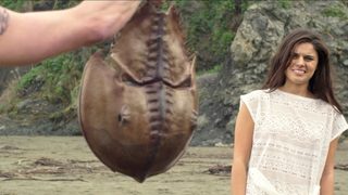 Crabs! still 6