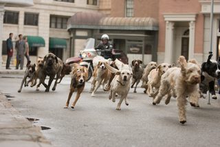 Hotel for Dogs still 6
