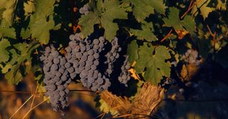 Terroir To Table: Wine Lovers' Guide to Food and Wine still 6