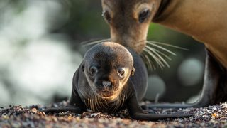 Sea Lions of the Galapagos still 1
