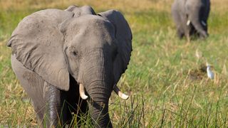 Elephant still 3