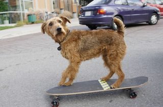 Firehouse Dog still 5