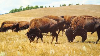 The Vanishing Prairie still 4