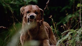 The Pack still 5