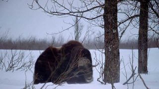 Titans of the Ice Age still 5