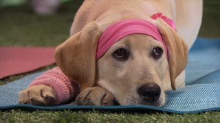 Marley & Me: The Puppy Years still 7