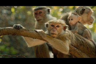 Monkey Kingdom still 4