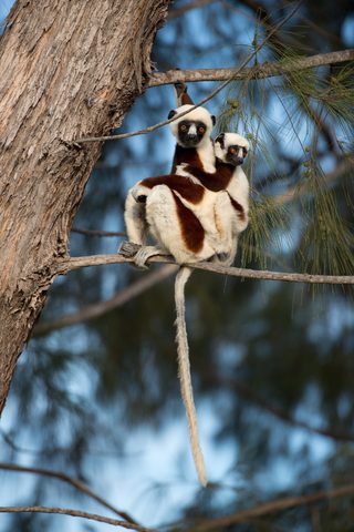 Island of Lemurs: Madagascar still 8