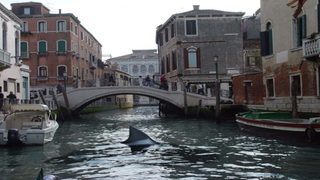 Sharks in Venice still 4