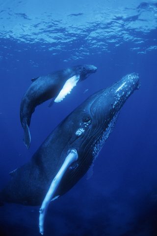 Dolphins and Whales 3D: Tribes of the Ocean still 8