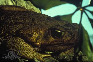 Frogs still 2