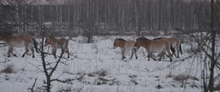 Chernobyl: Men of Steel still 6