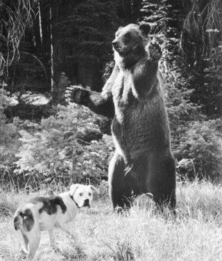 Homeward Bound: The Incredible Journey still 3