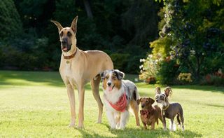 Marmaduke still 3