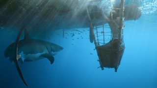 Kon-Tiki still 8