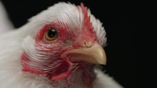 Chicken People still 6