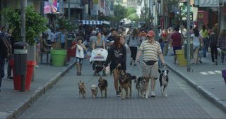 Seven Dogs still 1
