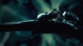 Little Matters: Insects still 2