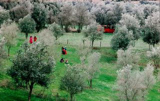 Through the Olive Trees still 8