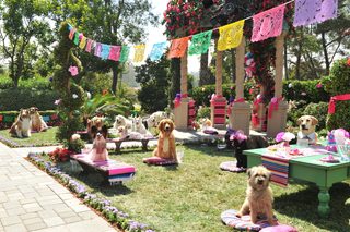 Beverly Hills Chihuahua 3 - Viva La Fiesta! still 2