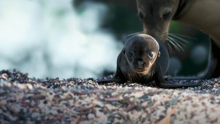 Sea Lions of the Galapagos still 4