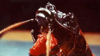 Bug still 4