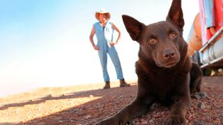 Red Dog still 4