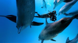 Diving with Dolphins still 4