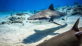 Dolphin Reef still 5