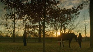 Orphan Horse still 2