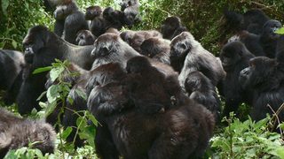 A Gorilla Story: Told by David Attenborough still 5