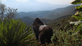 A Gorilla Story: Told by David Attenborough still 1