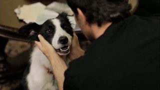 Angel Dog still 3