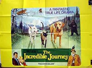 The Incredible Journey still 2