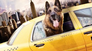 Cool Dog still 3