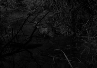 The Mummy's Ghost still 5