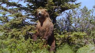 Grizzly Man still 3