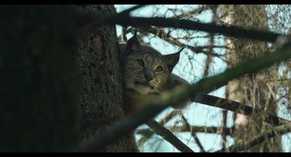 Songs for a Fox still 5