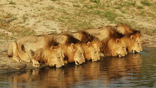 Brothers in Blood: The Lions of Sabi Sand still 8