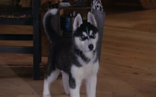Snow Buddies still 5
