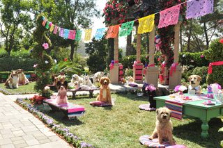 Beverly Hills Chihuahua 3 - Viva La Fiesta! still 3