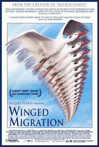 Winged Migration still 8