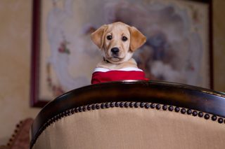 The Dog Who Saved the Holidays still 1