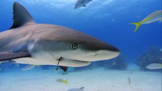 Sharkwater still 7
